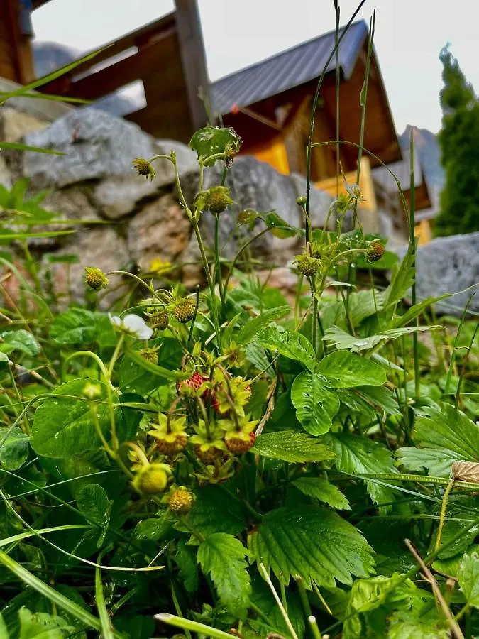 Center Park Valbona ValleyBajram Curri ヴィラ